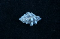 藏品(骨螺)的圖片